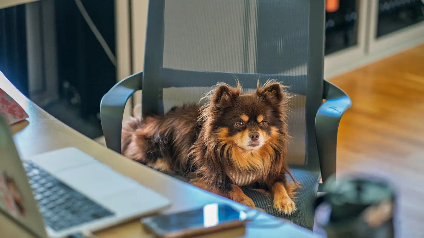 Peanut, Feel Good Manager bei Wils Solutions